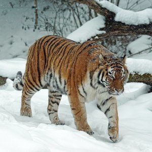 Meet Your Posher, Singleton